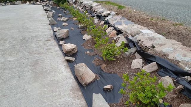 Limelight Hydrangeas