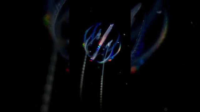 Это странное, но замечательное существо смотреть онлайн