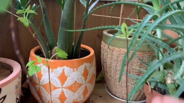 Саженцы ягодных зимой в квартире. Уже две недели. 24.02.23 смотреть онлайн