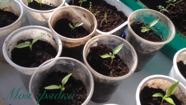 24.03 как выглядит рассада в конце первого месяца весны смотреть онлайн