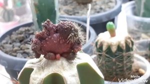 Прививка кактусов. Мои ошибки.