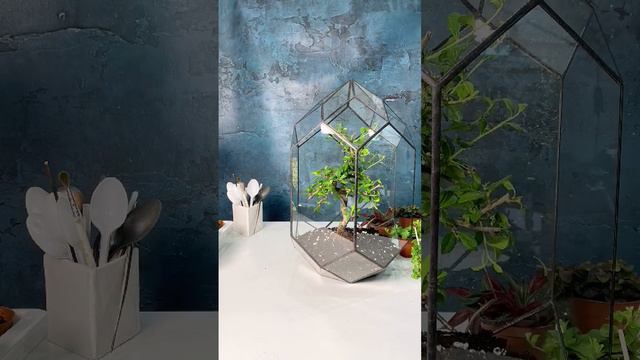 Самозаселение флорариума 