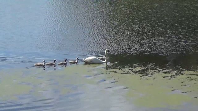 Семейство лебедей смотреть онлайн