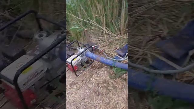 Как полить селитрой на капельном поливе. смотреть онлайн