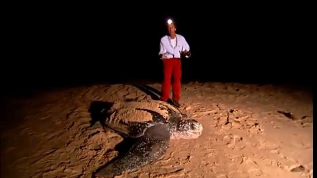 C'est Pas Sorcier - TORTUES : QUAND CARAPACES PASSENT