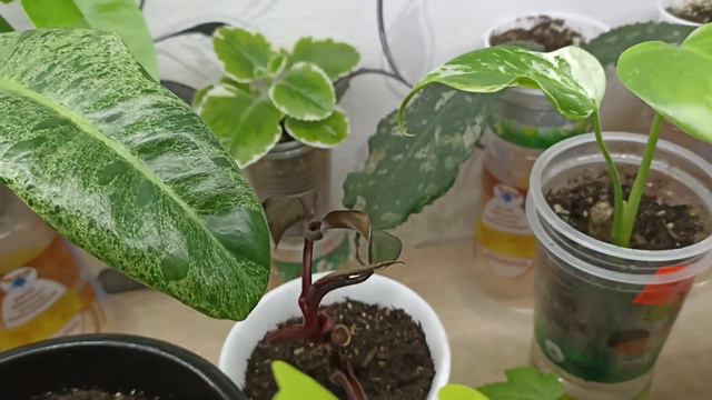 Комнатные Растения. Обзор Стеллажа В Июле И Новинка смотреть онлайн