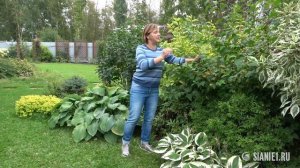 Как обрезать декоративные кустарники