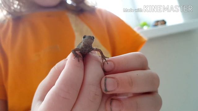 Наш новый питомец ЯЩЕРИЦА. Дети в восторге! смотреть онлайн