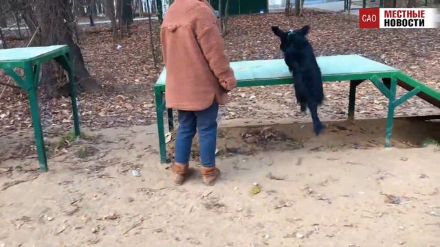 Спортивно-дрессировочная площадка «Ховрино» смотреть онлайн