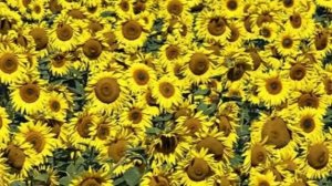 Башкортостан - родина моя!.mp4