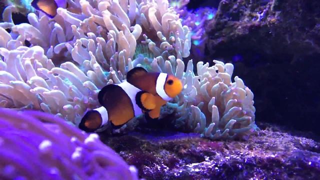 Мальки рыбы клоун В морском аквариуме . Reef Tank HD смотреть онлайн