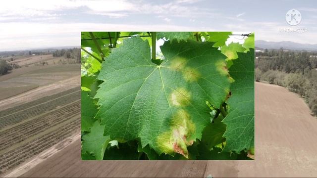 Polyram Fungicide Polyram BASF Fungicide| Polyram बुरशीनाशक माहिती|@AapliShetiAaplshivarD