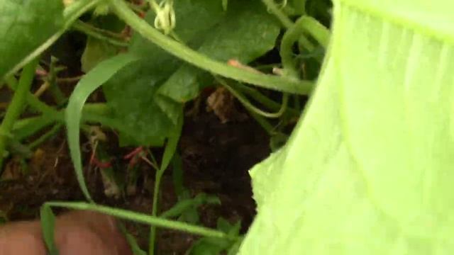 Огурцы после обработки био - препаратами смотреть онлайн