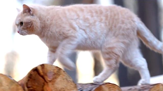 РЕФЕРЕНСЫ ДЛЯ РИСОВАНИЯ/ котик идёт смотреть онлайн