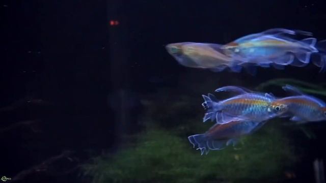 Тетра конго – средний рыбсик для новичков смотреть онлайн