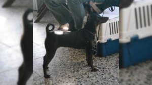 Карликовый пинчер. Плюсы и минусы, Цена, Как выбрать, Факты, Уход, История