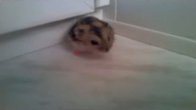 Vlog: Пикачу на подоконнике #3🐹🐹💜💜Хомяк гуляет🐹🐹💜💜 #хомякимилашки💜💜 🐹(Hamster Life)🐹 смотреть онлайн