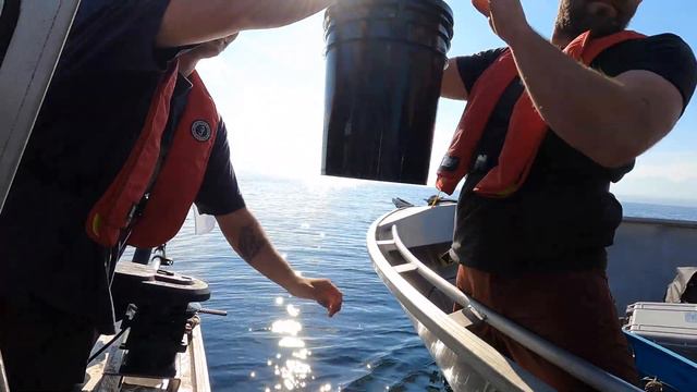 Acoustic Tagging Chinook Salmon смотреть онлайн
