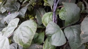 Спаржевая фасоль Блюхильда