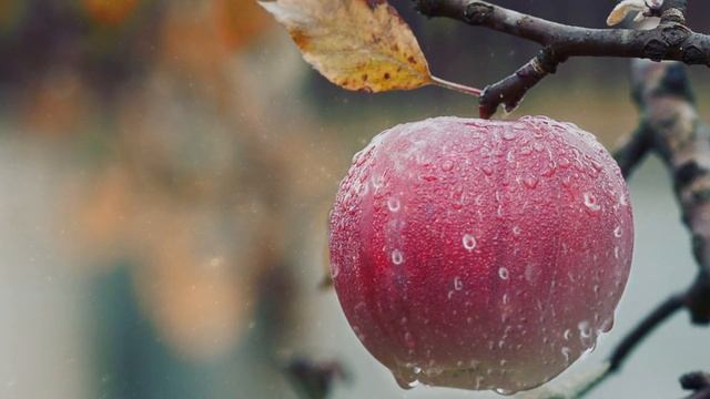 46 Кими 7 смотреть онлайн