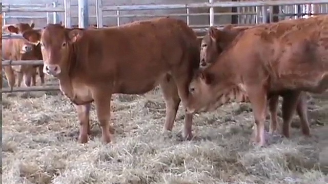 Племенной и товарный скот-продажа оптом смотреть онлайн