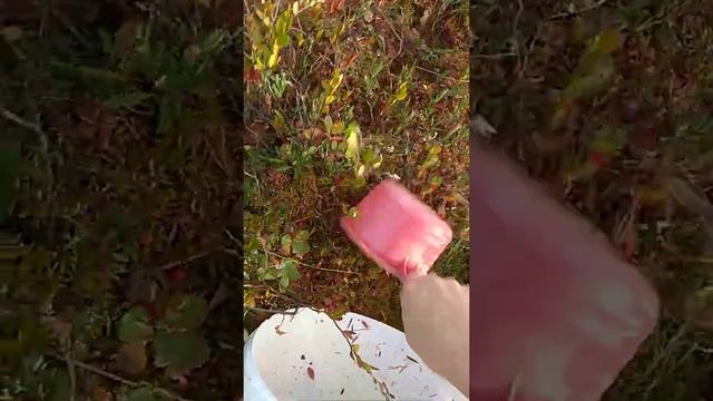 Поход по грибным сказкам