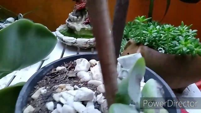 Decapitação e Replantio, Kalanchoe e Echeveria, ATUALIZAÇÃO... смотреть онлайн