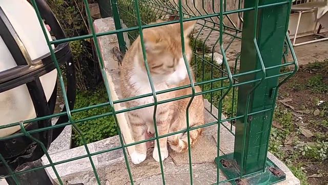 Настоящий турецкий кот хочет дружить смотреть онлайн