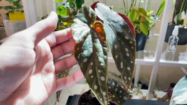 Let's Go Plant Shopping | Blue Wave Plants | Stromanthe Triostar and Begonia Maculata + Repotting смотреть онлайн