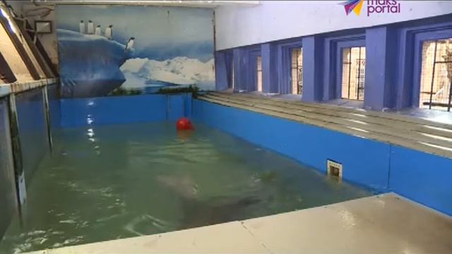 Любимец сочинцев - морж Гаврюша переехал в Китай смотреть онлайн