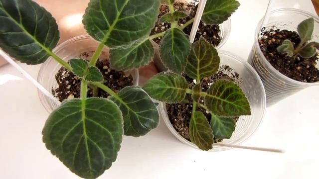 ГЛОКСИНИИ болезни и ВРЕДИТЕЛИ. Рыжие пятна на листьях - КЛЕЩ!!!