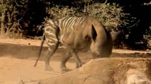 Энтелодон ( Прогулки с чудовищами )