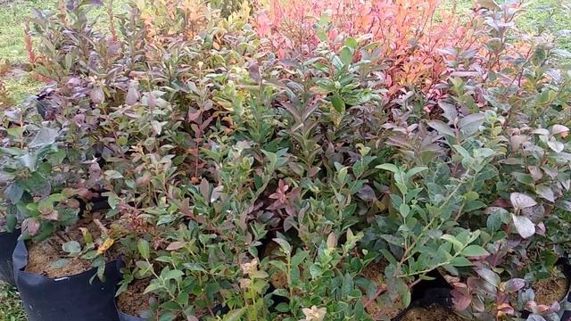 Обработка от болезней голубики осенью смотреть онлайн