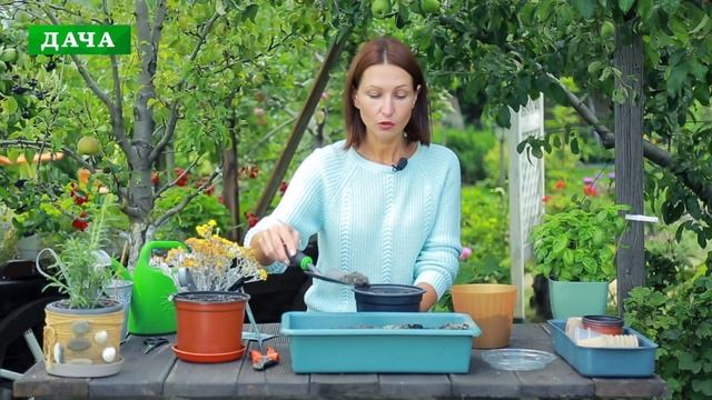 ЦИНЕРАРИЯ серебристая//посев на рассаду, уход, применение в дизайне смотреть онлайн