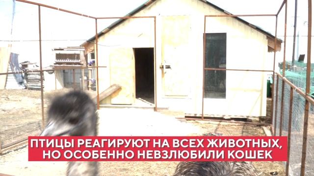 В гостях у эму: как благовещенская семья разводит страусов, которые не страусы смотреть онлайн