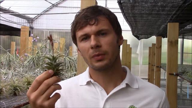 Tillandsia latifolia (Planta Brutt video 24) Deutsch смотреть онлайн