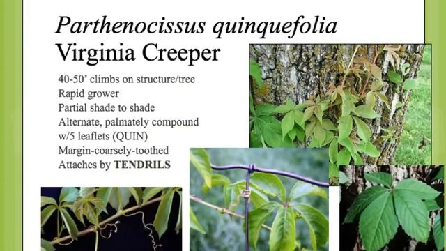 Parthenocissus quinquefolia смотреть онлайн