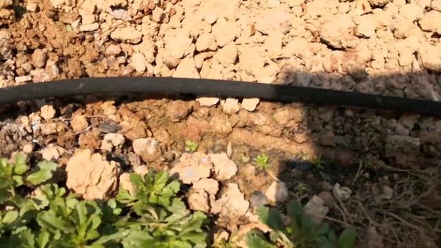 Gartenbewässerung installieren | Tropfbewässerung mit Perlschlauch | Beetbewässerung смотреть онлайн