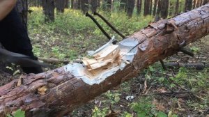 Как правильно рубить топором? Валка деревьев, техника рубки топором "Кремень"