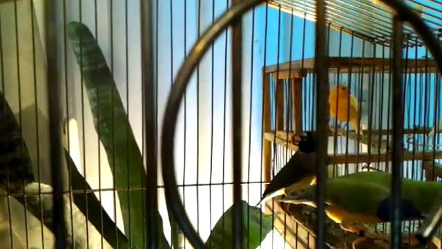 Амадины Гульдена смотреть онлайн