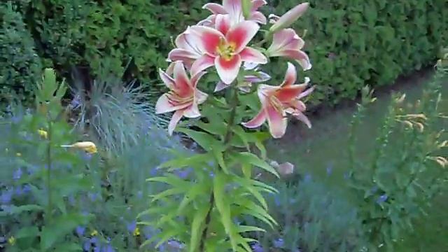 Montego Bay, Oriental x Trumpet Lily смотреть онлайн