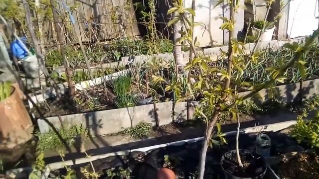 Черешня в Подмосковье 2019.05 05 цветение смотреть онлайн