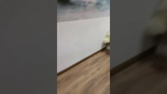 ЭКСТРЕМАЛЬНЫЕ ПРЯТКИ С ДВОЮРОДНОЙ СЕСТРОЙ! **МЕНЯ ЗАМЕТИЛИ!** смотреть онлайн