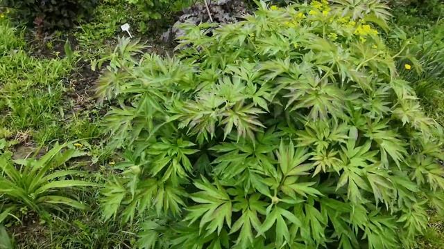 Цветение древовидного пиона смотреть онлайн