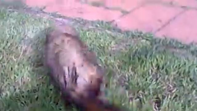 FERRETS GONE WILD смотреть онлайн