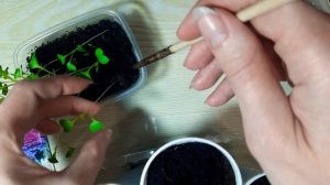 ДЕКОРАТИВНАЯ КАПУСТА ИЗ СЕМЯН