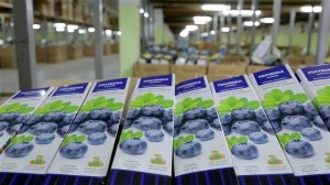 Как выбрать саженцы плодовых деревьев. Как выбрать декоративные саженцы. Где покупать саженцы.