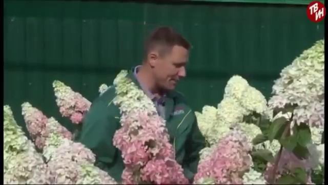 Метельчатые гортензии в "Виктории" смотреть онлайн