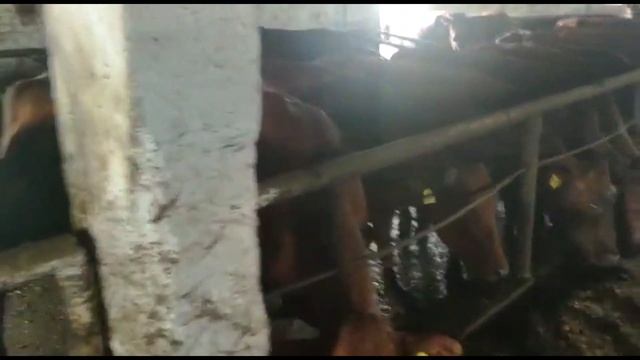 Бестужевская порода КРС. Жирность молока: 3,8-4,3%. Фермерское хозяйство смотреть онлайн