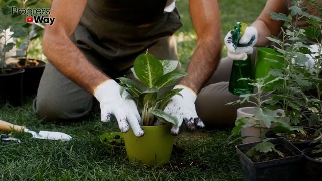 Реально САМЫЙ ПРОСТОЙ СПОСОБ, Легко Заставить Цвести ДЕКАБРИСТ Снова! смотреть онлайн